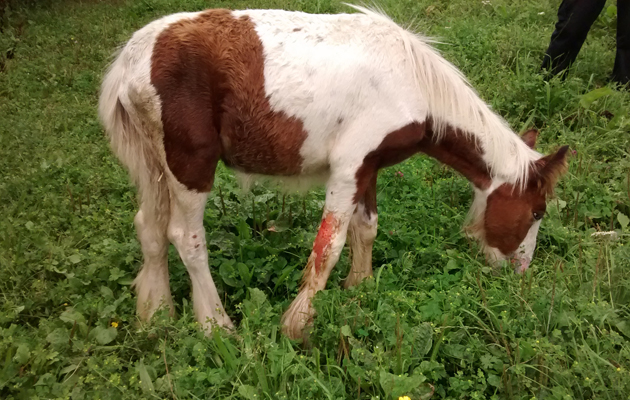 Derbyshire-burnt-foal-2.jpg