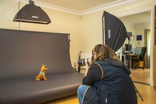 Pet Puppy Dog Photography