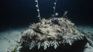 A goosefish covered in algae sits on the ocean floor with a small, jellyfish-like lure sticking up above its head.