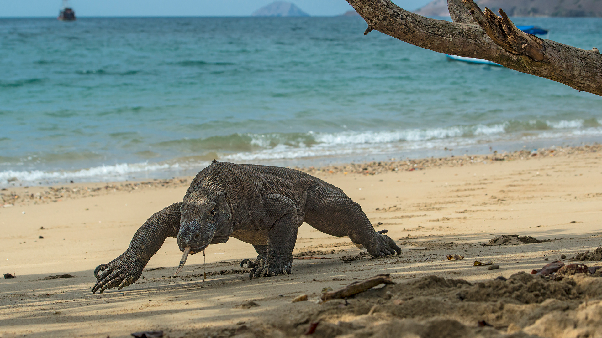 A Komodo dragon walking along a beach on Komodo island in Indonesia.