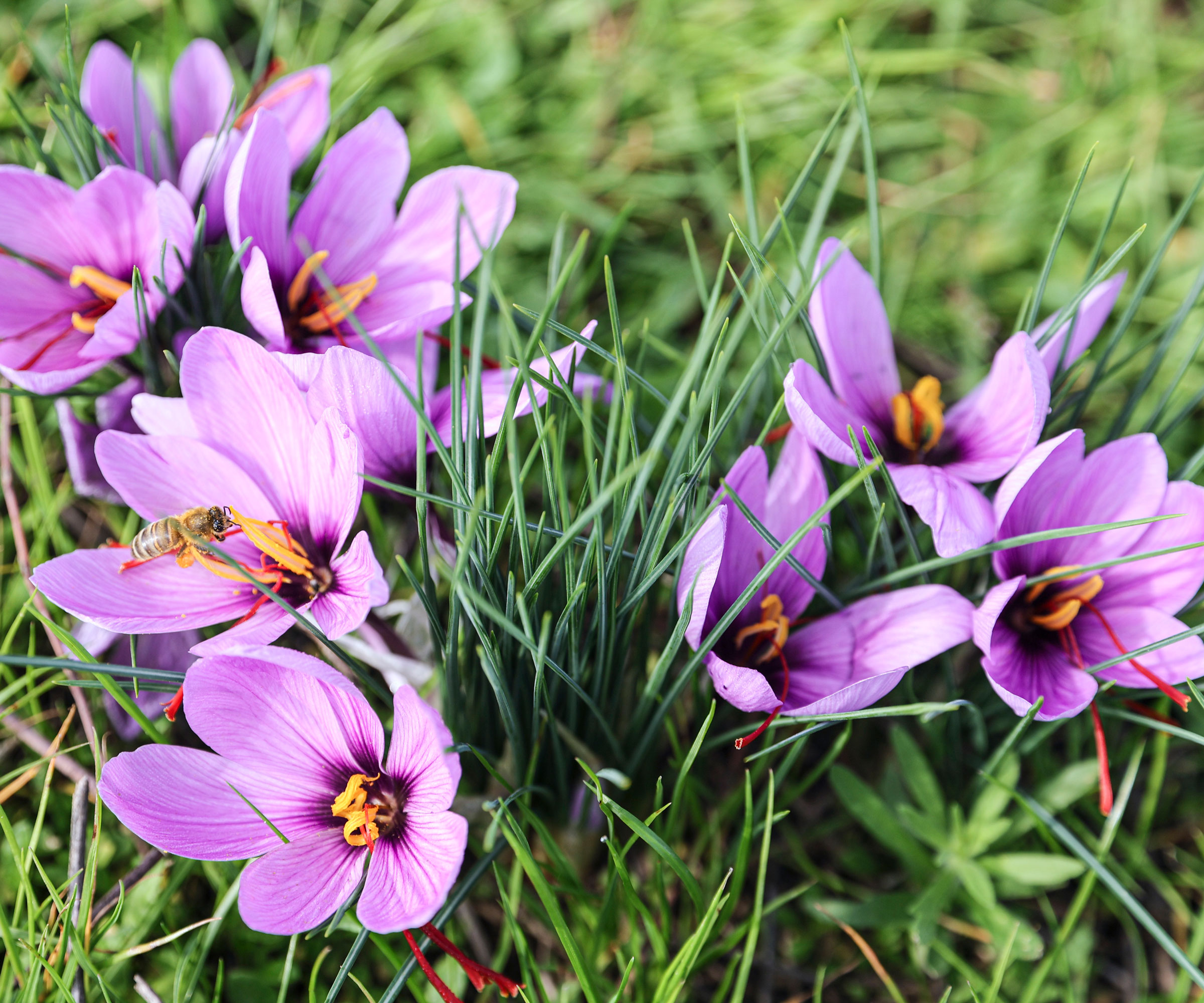 saffron crocus flowers growing in the grass