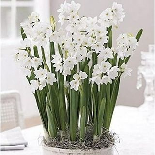 Ziva Paperwhites Narcissus 10 Bulbs