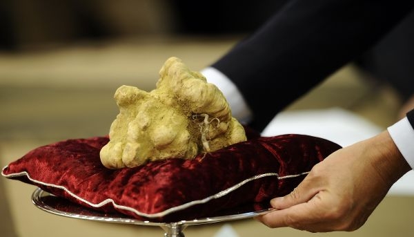 giant white truffle