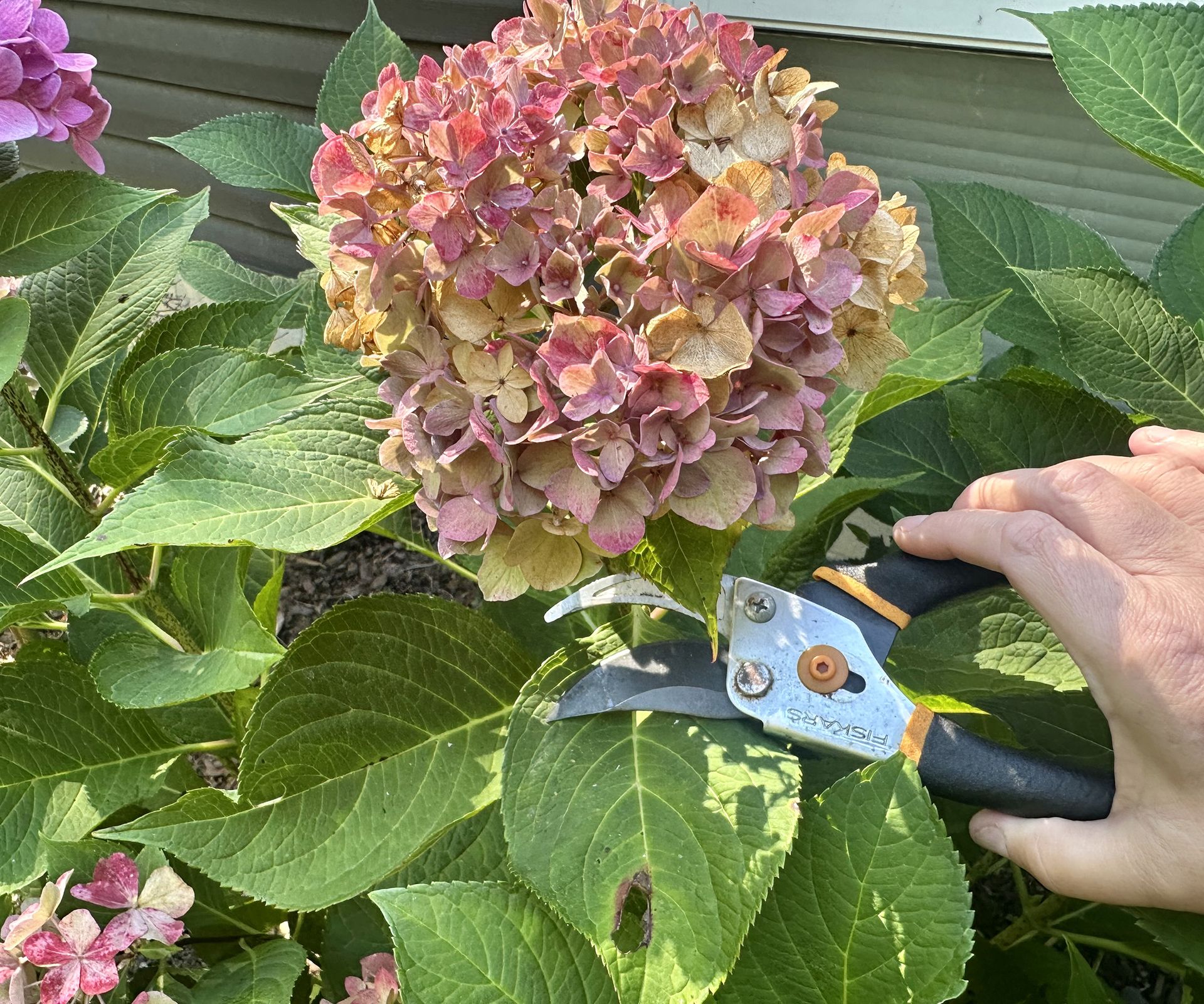 Deadheading hydrangea flower with Fiskars bypass pruners