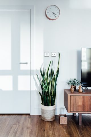 A corner of living room with a snake plant