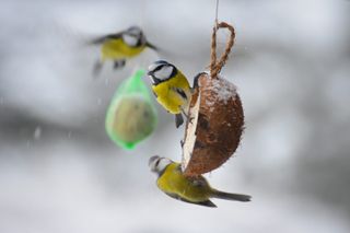 Wildlife in the garden. Birds during winter. Cyanistes caeruleus, hanging on to a coconut shell birdfeeder.