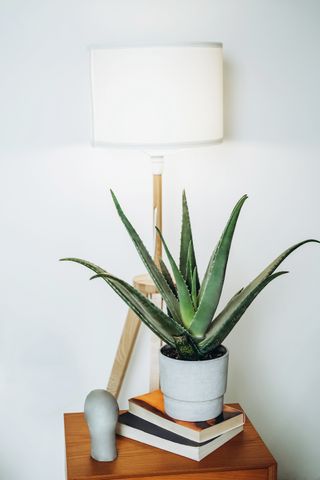 aloe vera plant on a nightstand