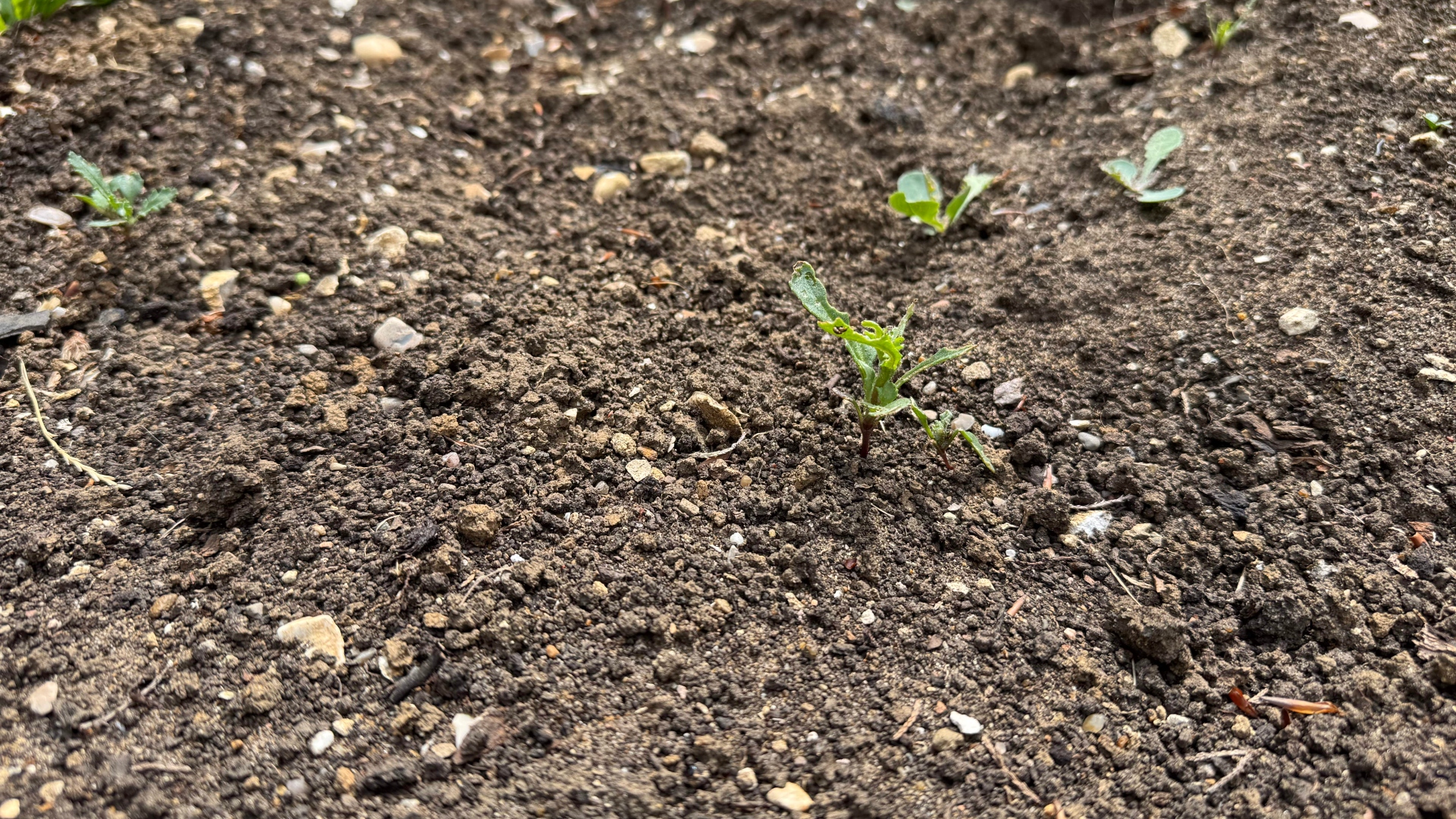 Soil for planting