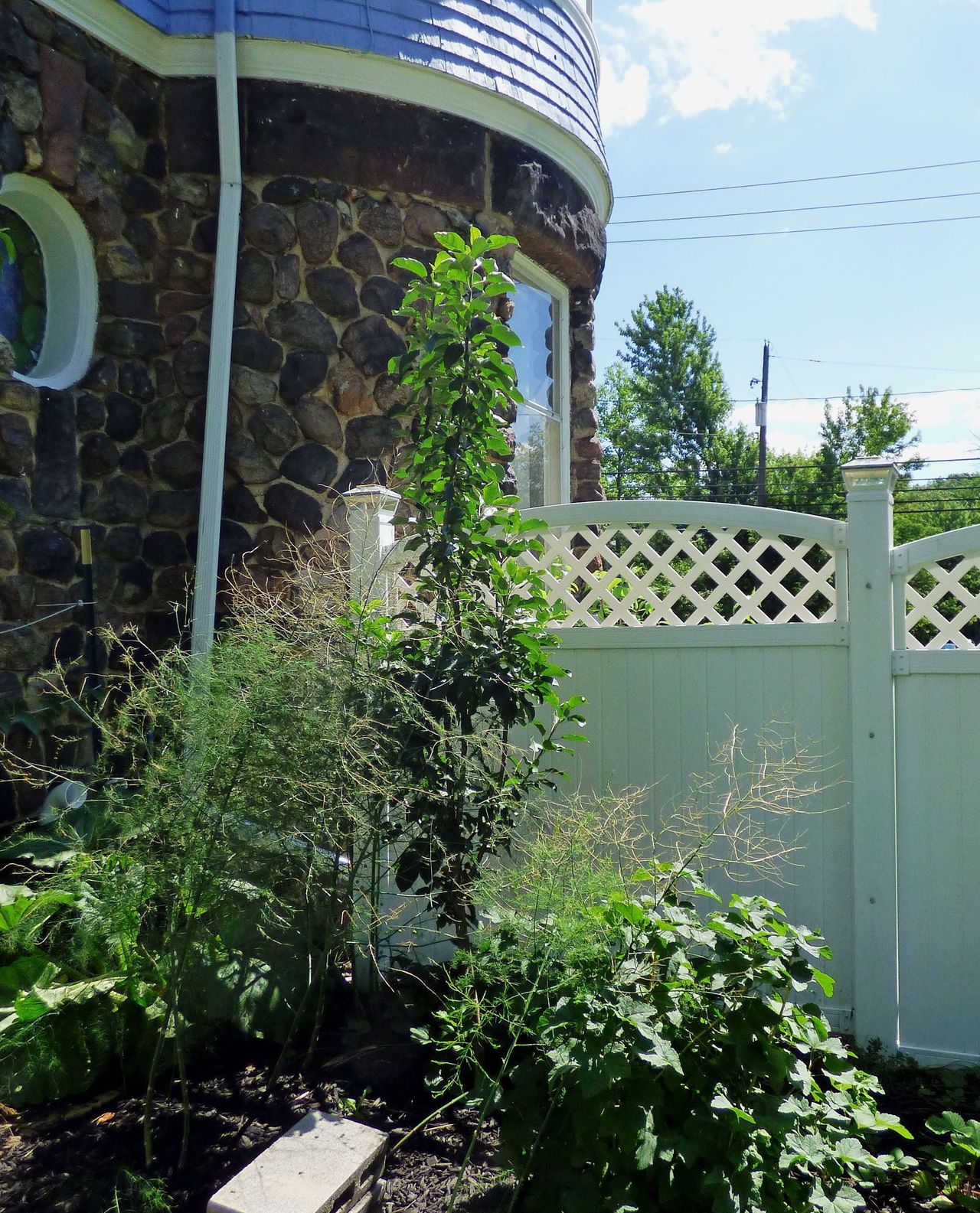 Columnar Fruit Tree And Plants In A Garden Bed