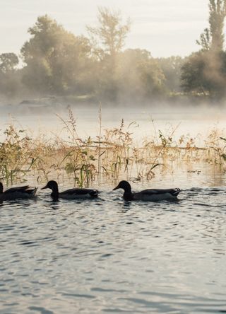 Ducks in a lake