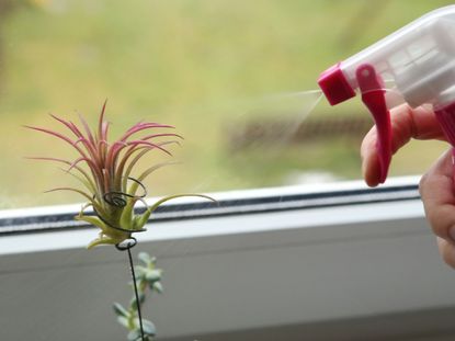 Misting An Air Plant