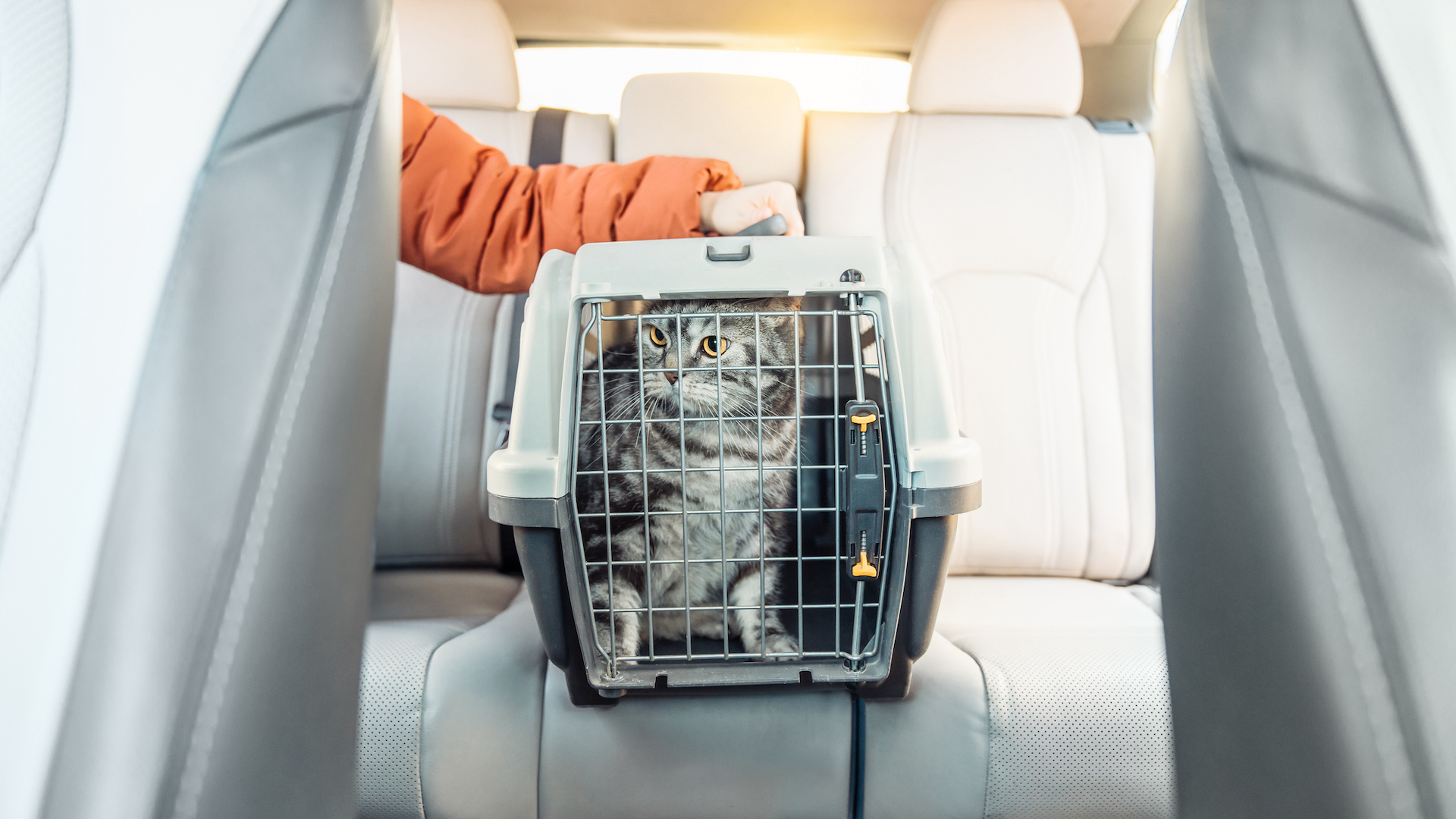 cat in carrier in car