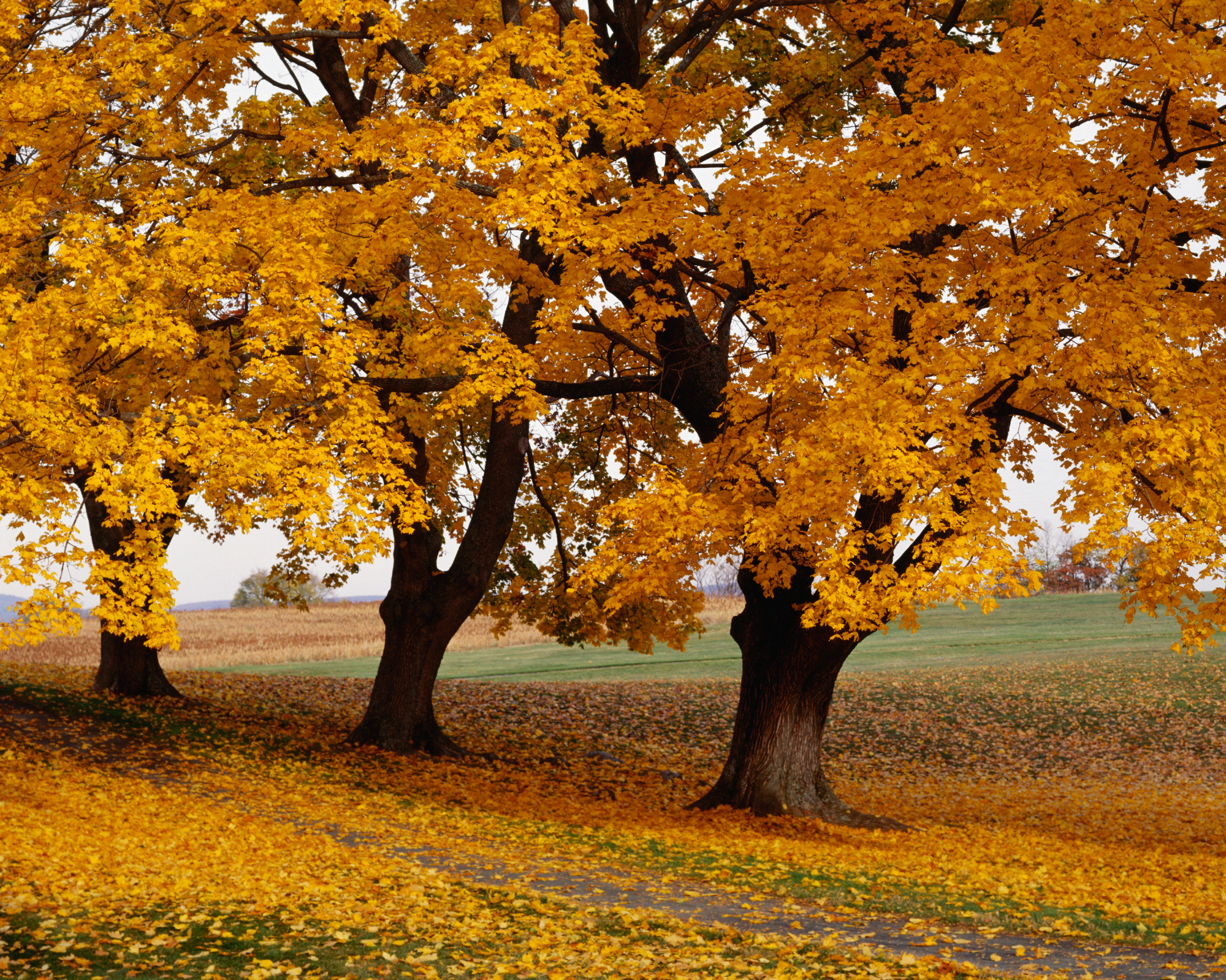 Boxelder trees on Antietam National Battlefield in the fall.