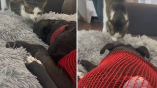 Bunny the cat says goodbye to dying dog