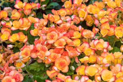 Orange-Pink Begonia Plants