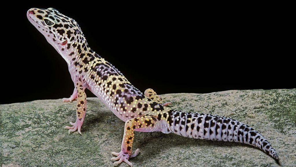 32-best-exotic-pets-anyone-can-own-petsradar