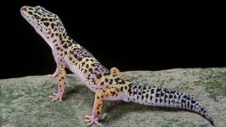Best exotic pets - Leopard gecko
