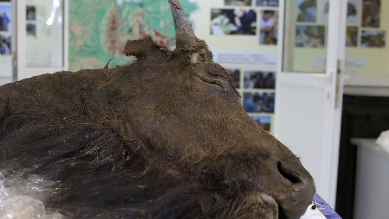 A close-up shot of the bison's head.