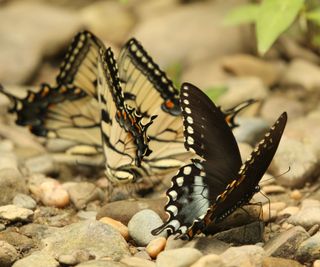 Butterflies on stones