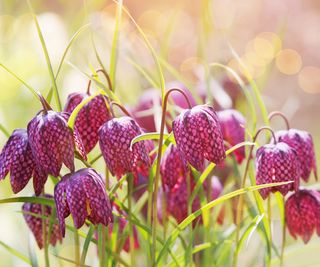 plants for wet soil fritillaria growing in spring display