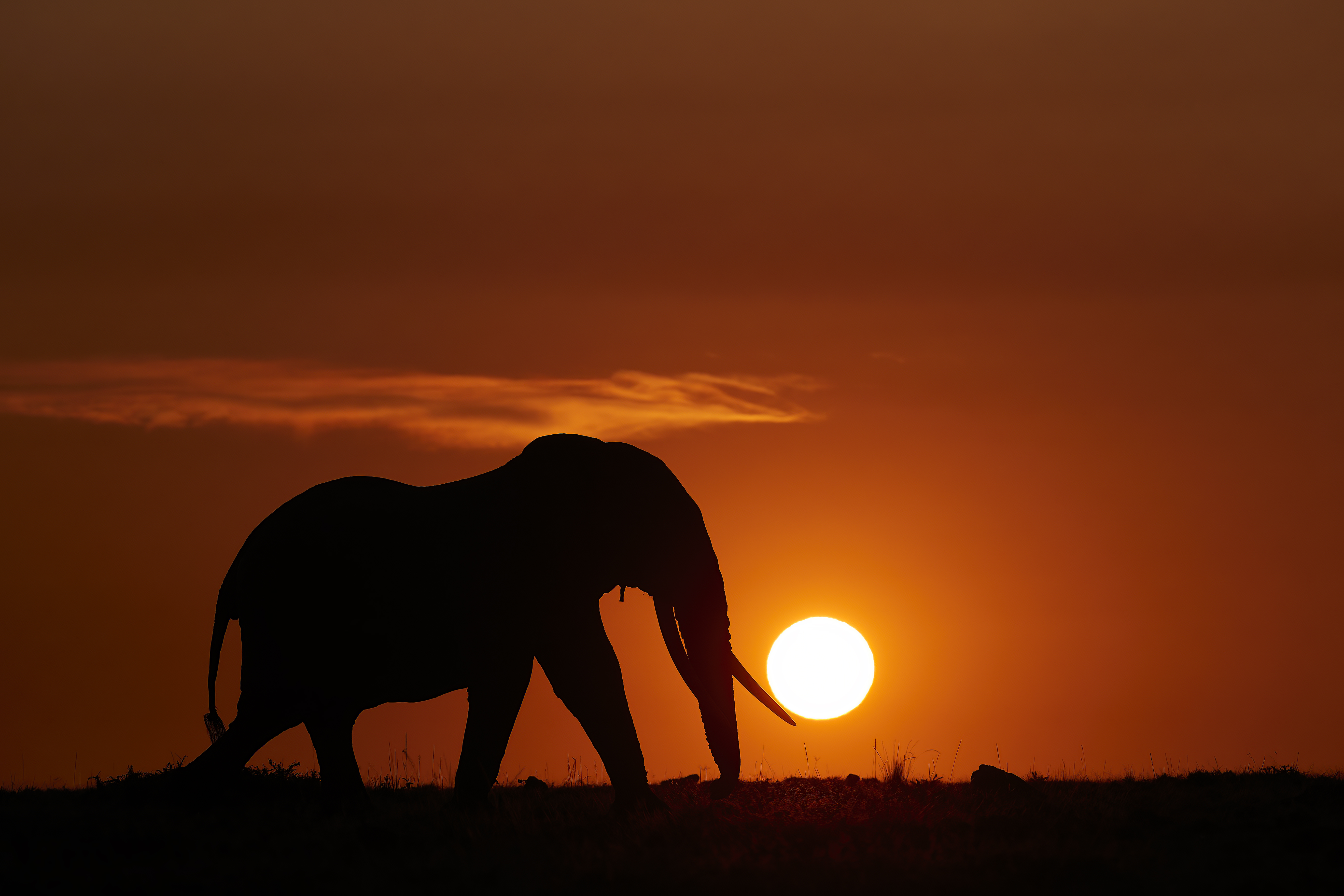 An African Elephant photographed as a silhouette against rising sun