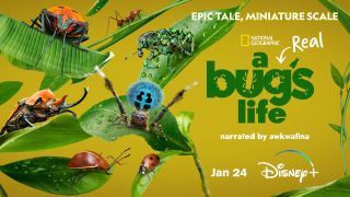A Real Bug's Life promo image