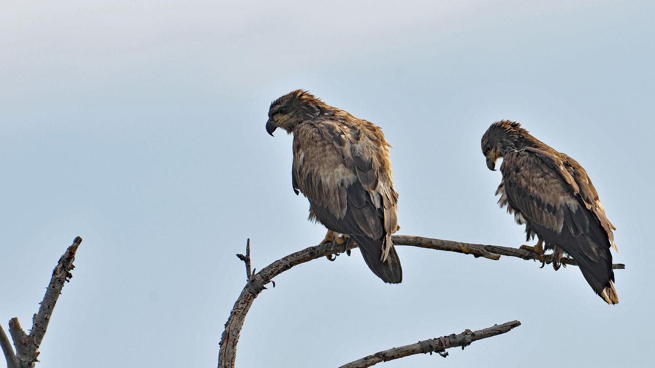 Two juvenile eagles watched the bizarre duo.