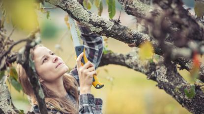 Woman pruning branches of a tree with a pruning saw