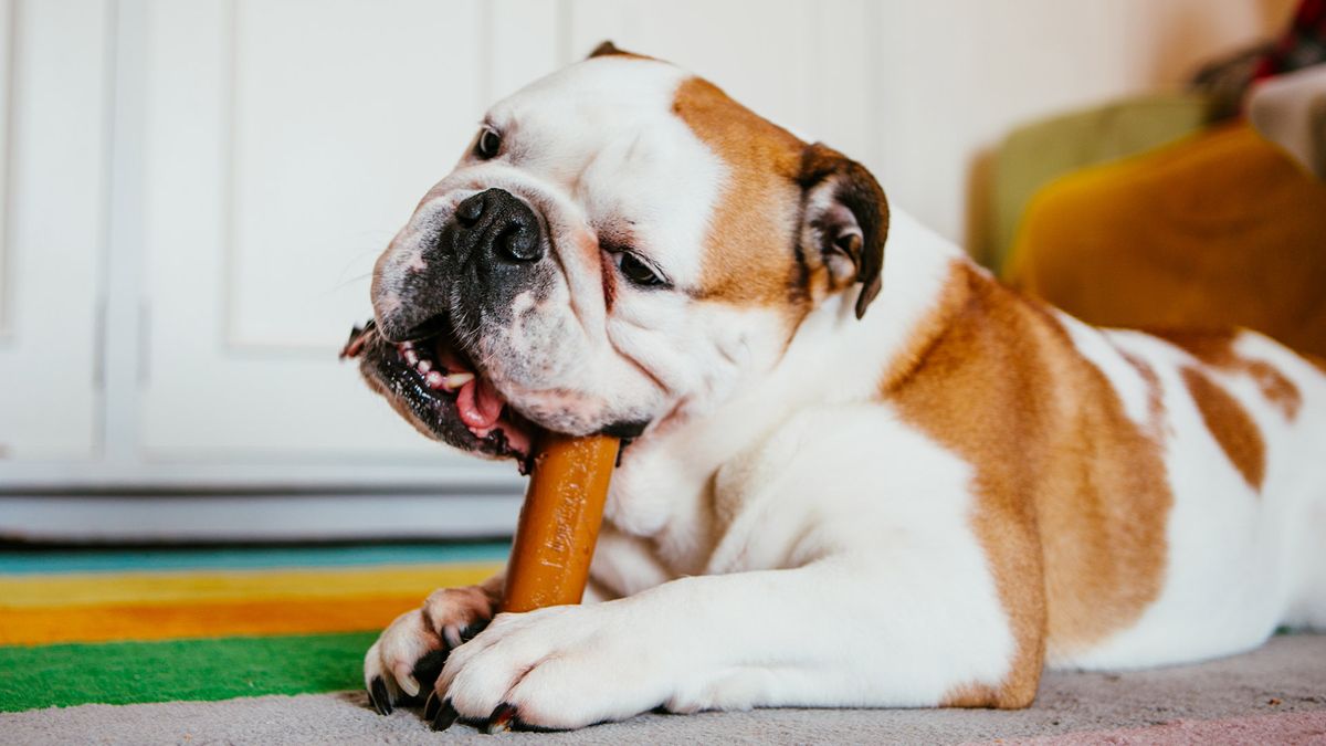 English Bulldog chewing dog toy