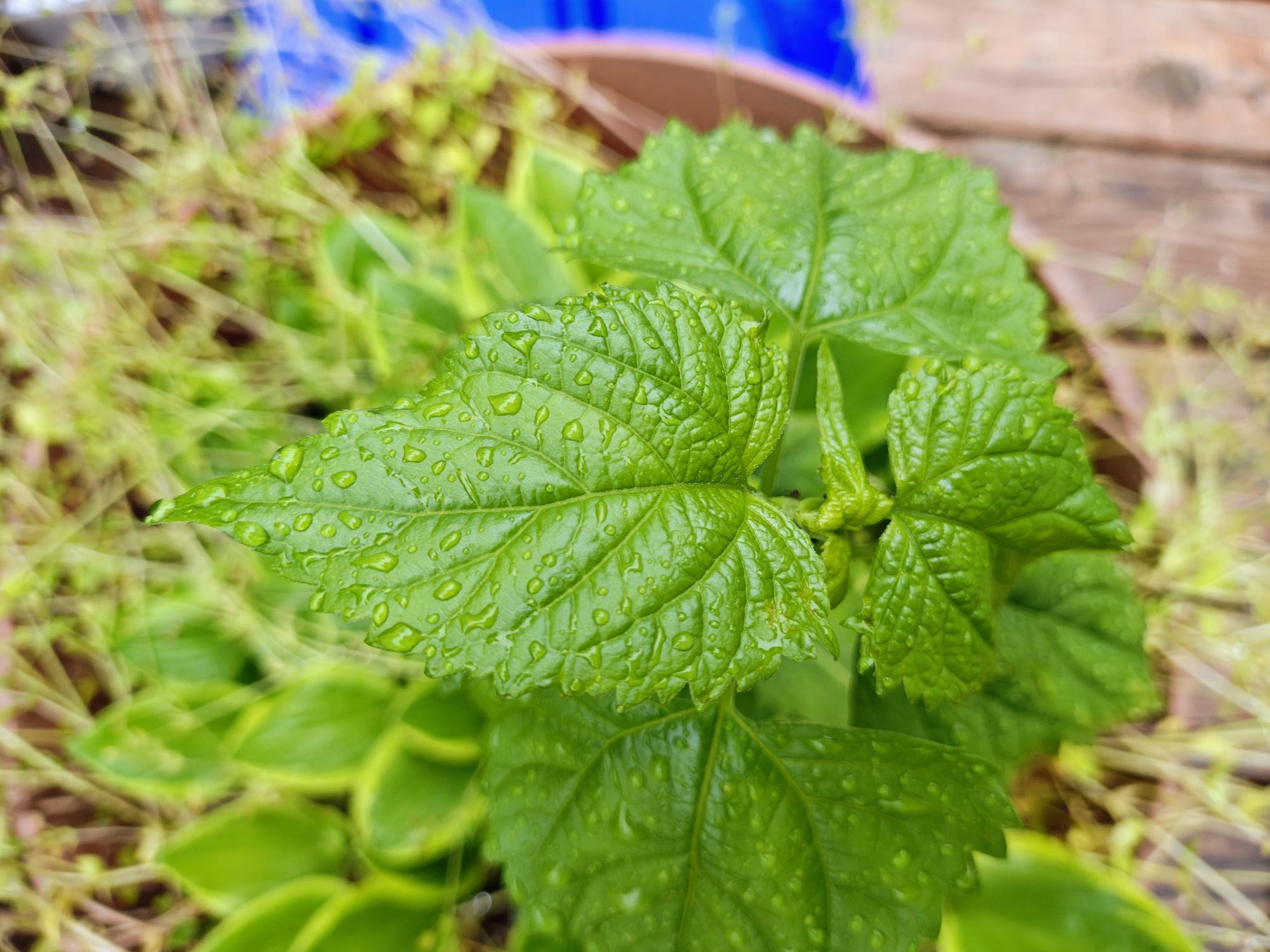 Motorola Razr Plus 2024 macro sample.