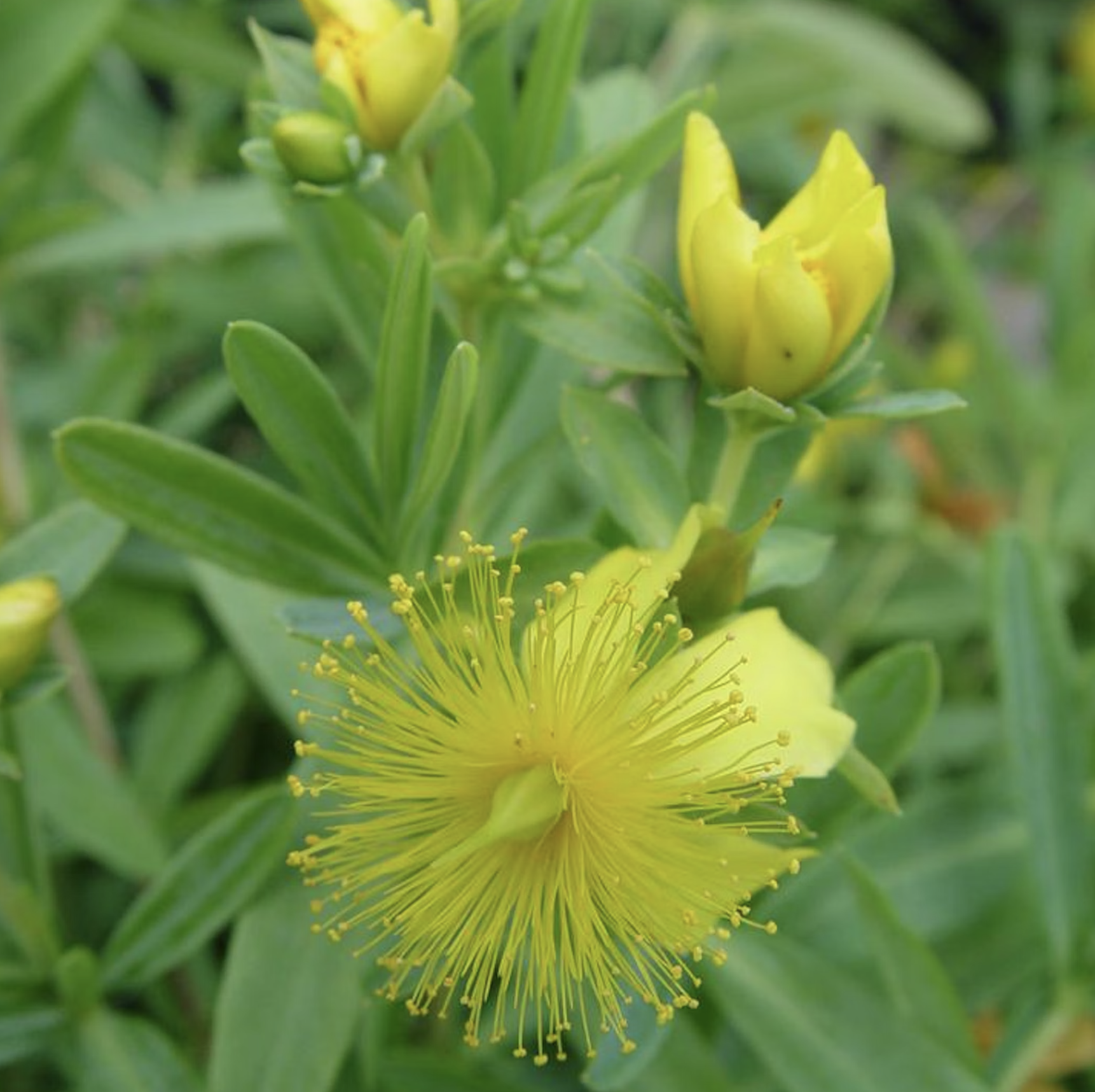 hypericum Sunburst with yellow flowers