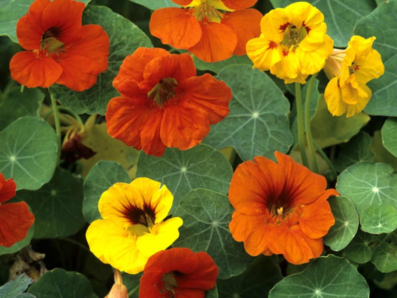 Orange And Yellow Nasturtium Flowers