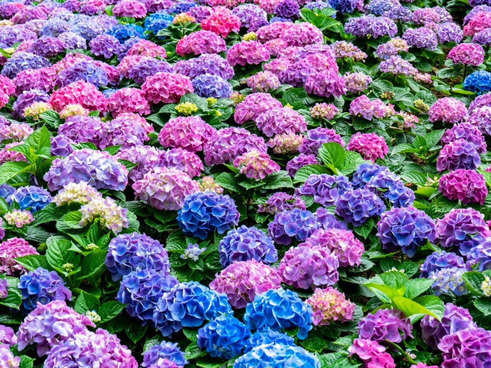 How To Grow And Care For Hydrangeas