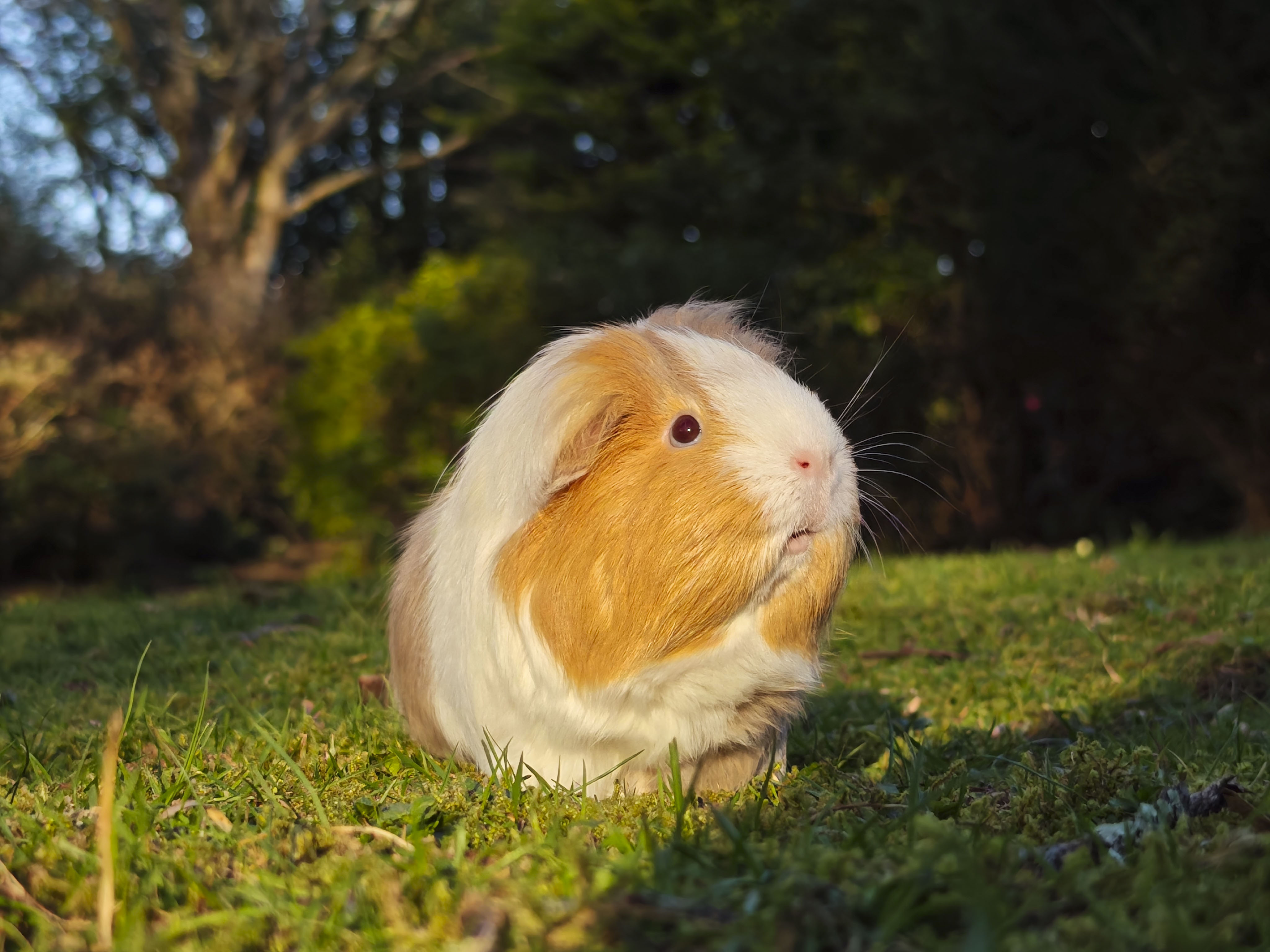 a guinea pig on a grass lawn at golden hour