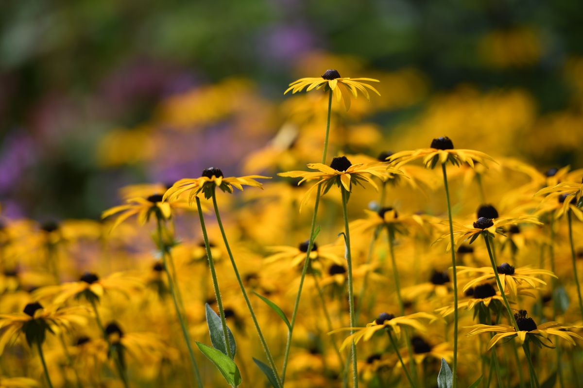 Nikon D850 sample image