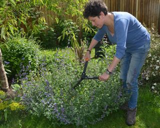 Woman using garden shears to cut back straggly nepeta using the Chelsea chop