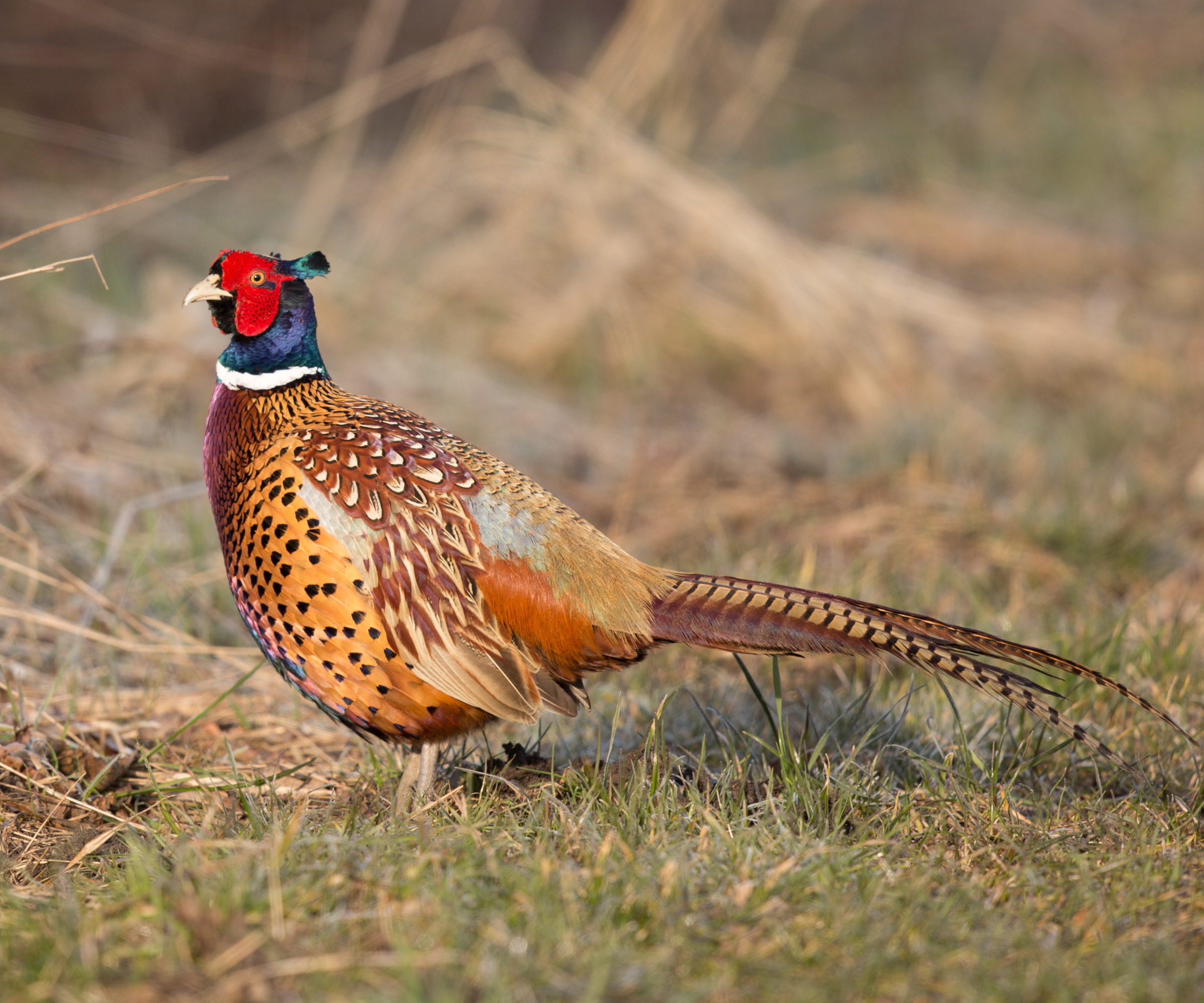 The state birds of the USA