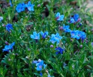 blue flowers of Lithodora diffusa 'Heavenly Blue'