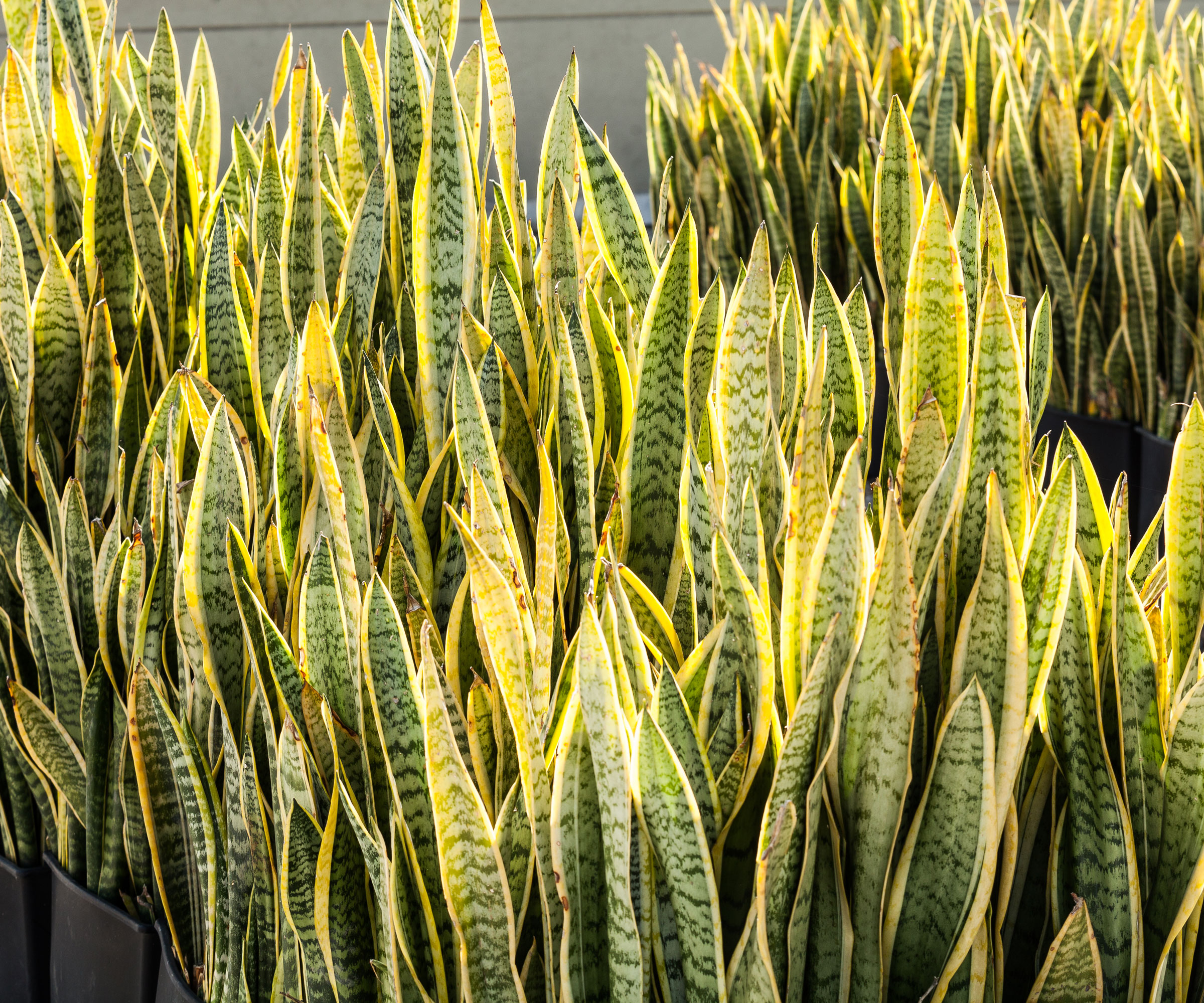 snake plant showing yellow leaves