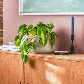 patch plants philodendron