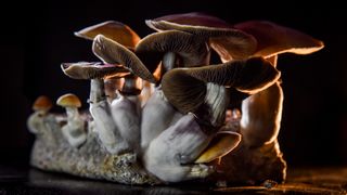 Several mushrooms with red tops and white stems against a black backdrop