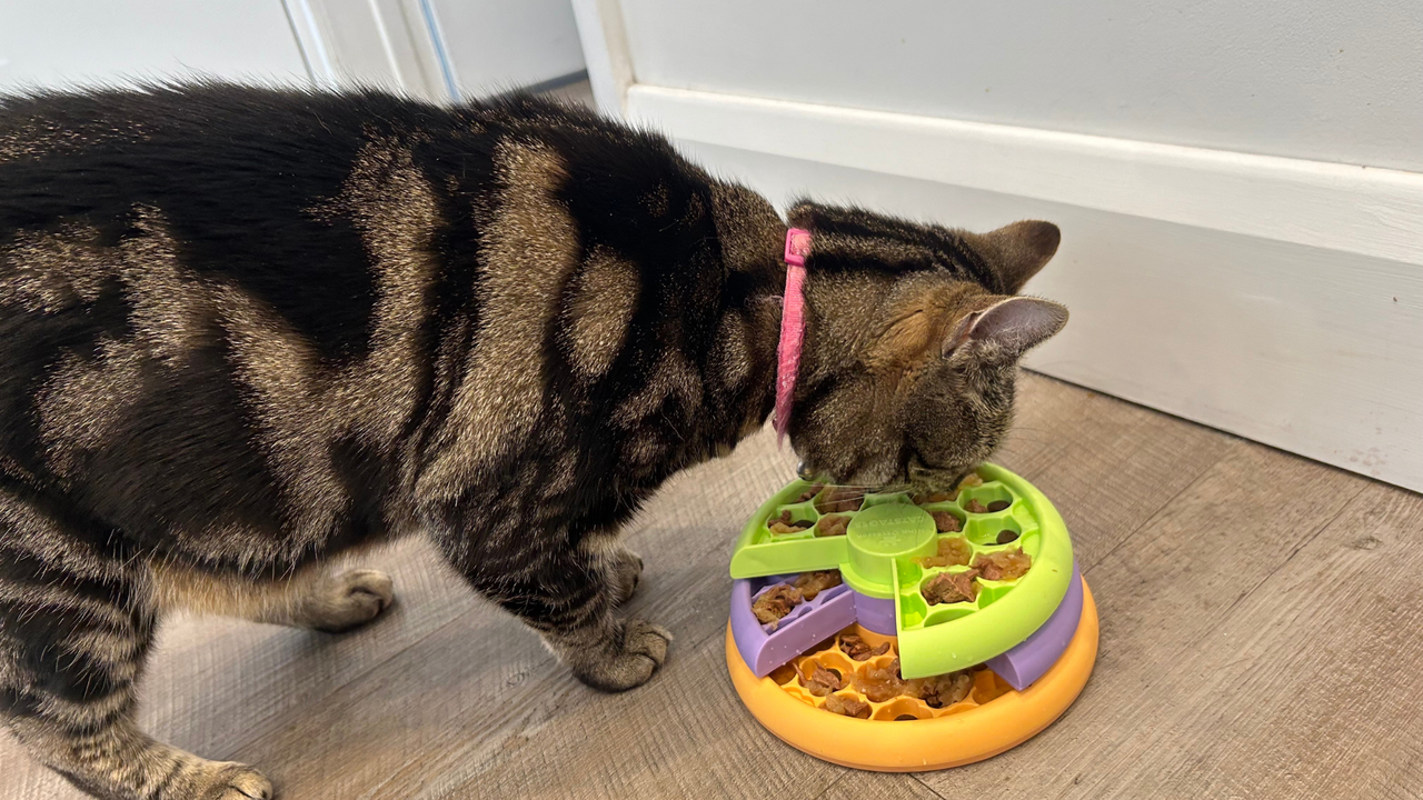 Nala eating her food from one of the best cat puzzle feeders