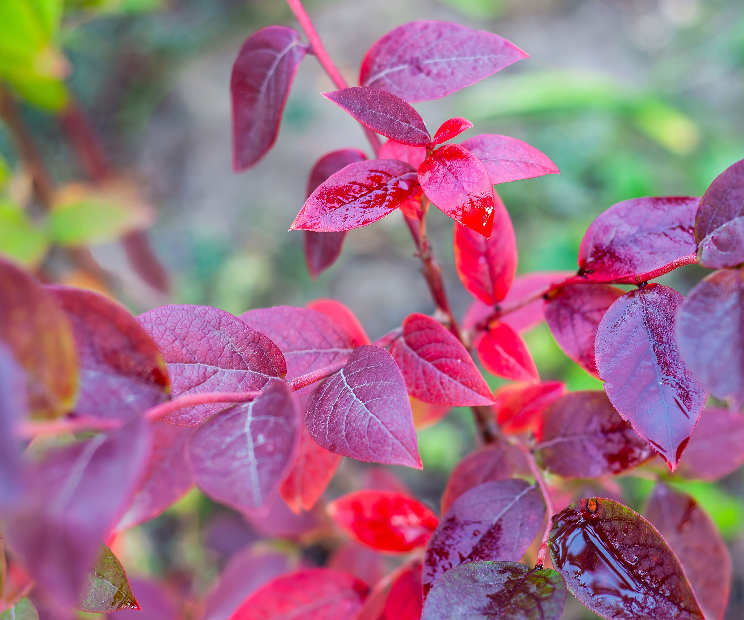 blueberry shrub with red leaves in autumn