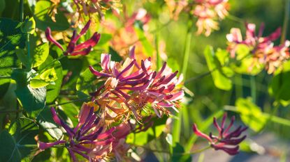 honeysuckle flowers: pruning honeysuckle