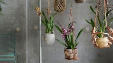 hanging orchids in an industrial setting