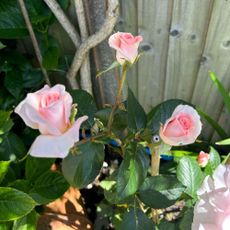 Pink 'A Whiter Shade of Pale' roses growing in garden border