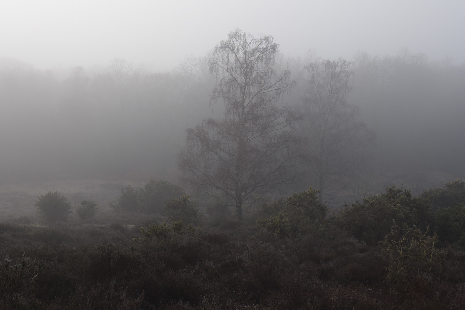 Picture taken with Panasonic S5 II of misty heathland clearing landscape