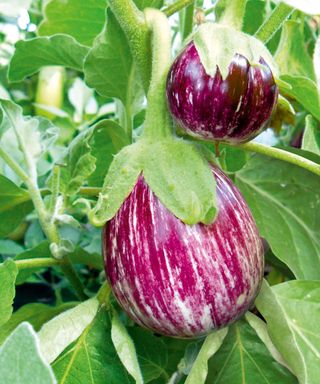 Aubergine Pinstripe fruits ripening on the plant