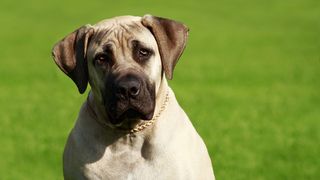 english mastiff