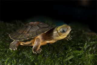 Chinese Yellow-headed Box Turtle Hatchling, endangered species